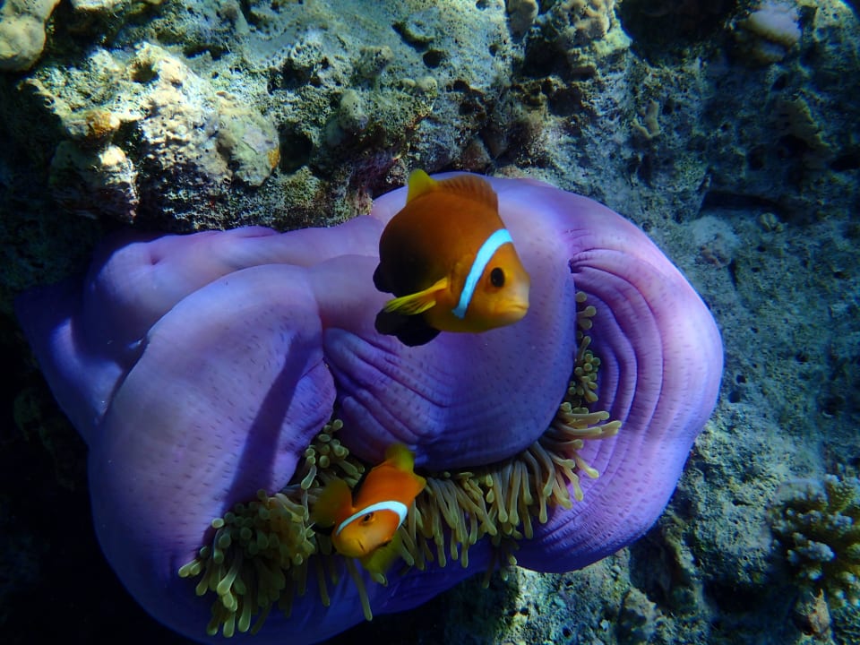 Nemos Eriyadu Island Resort