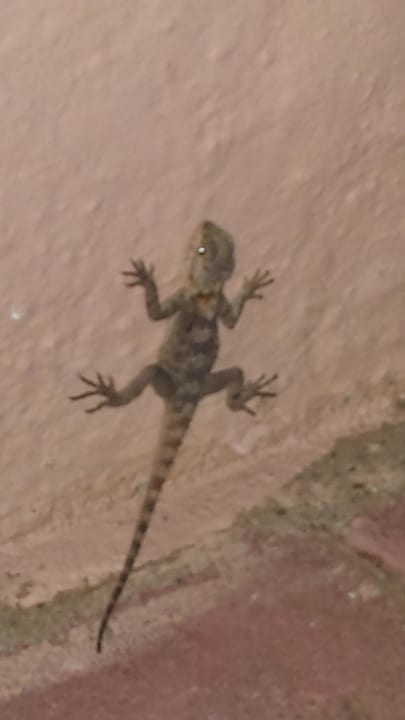 Gecko Mitsis Rodos Village