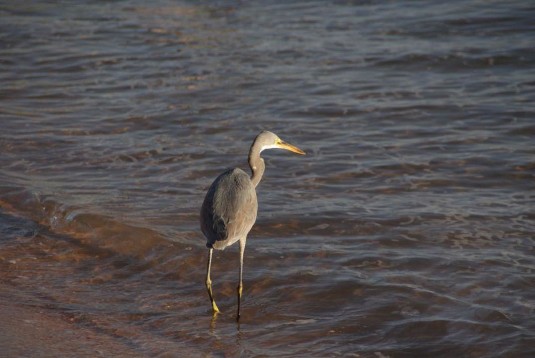 Strandläufer JAZ Dahabeya