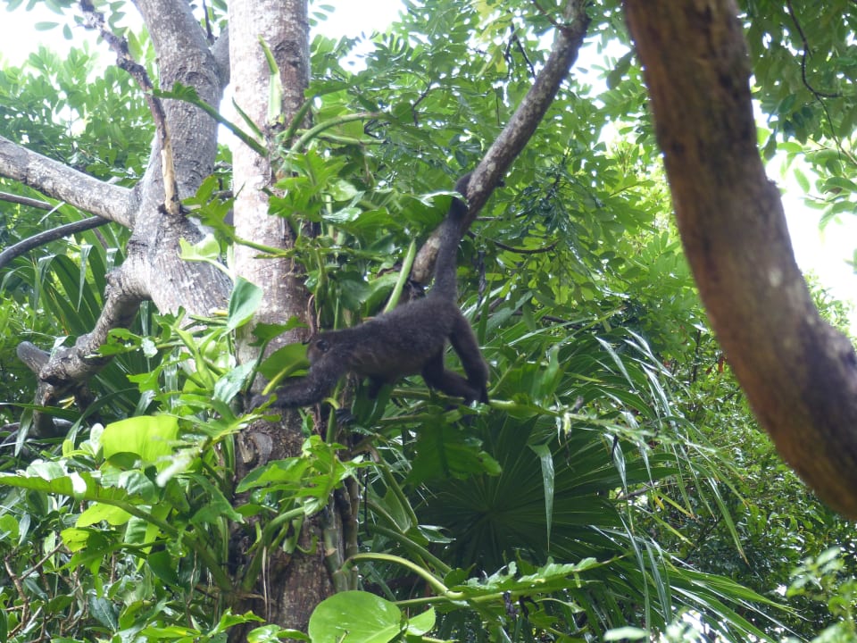 Familie Brüllaffe Iberostar Waves Tucan