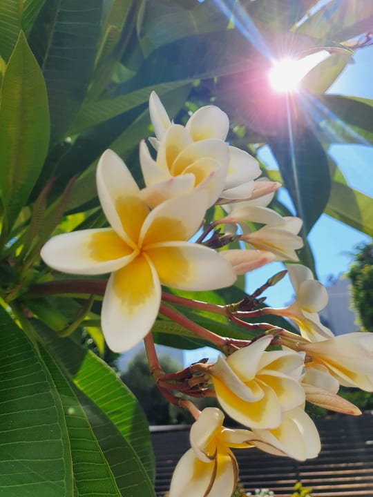 Gartenanlage Hotel Malia Holidays