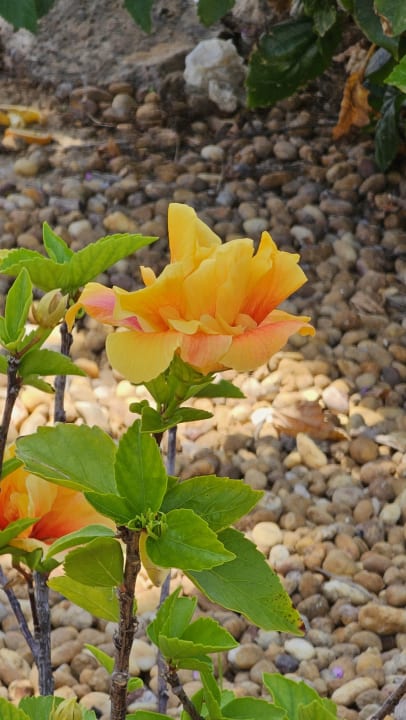 Gartenanlage AP Adriana Beach Resort