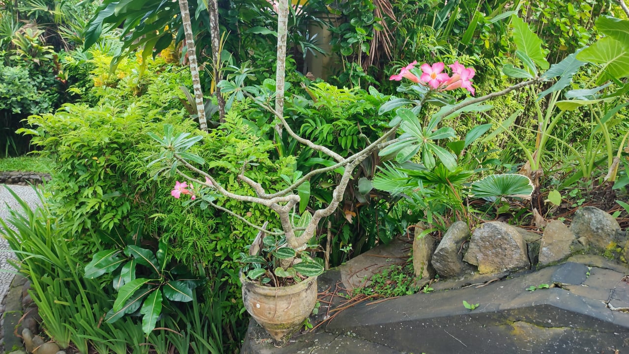 Gartenanlage Puri Dajuma Beach Eco-Resort & Spa