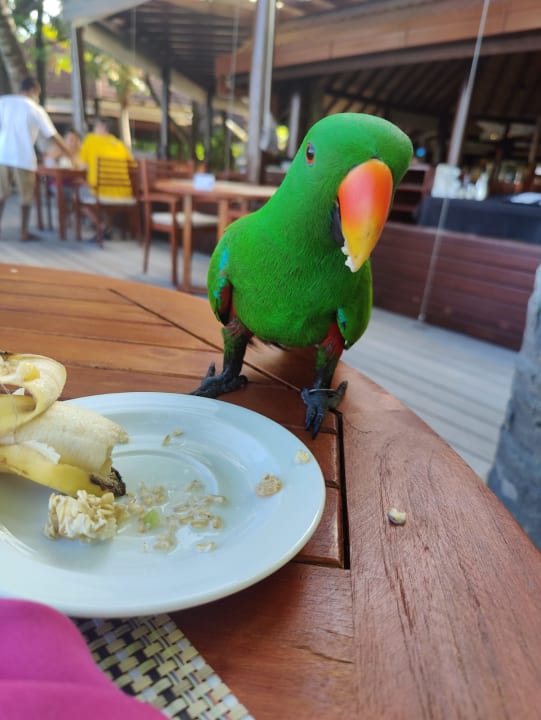 Gastro ROBINSON MALDIVES