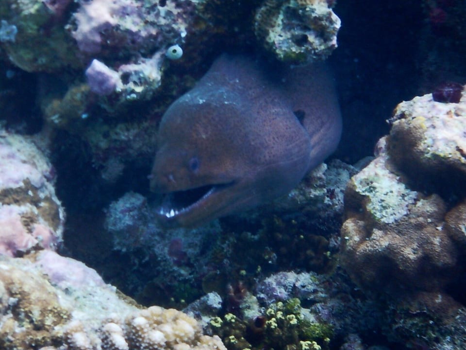 Muräne Kuramathi Maldives