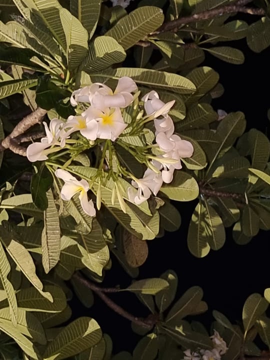 Gartenanlage Hotel Rawai Palm Beach Resort