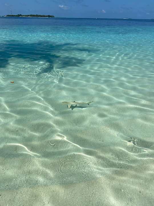 Ausblick Vilamendhoo Island Resort & Spa