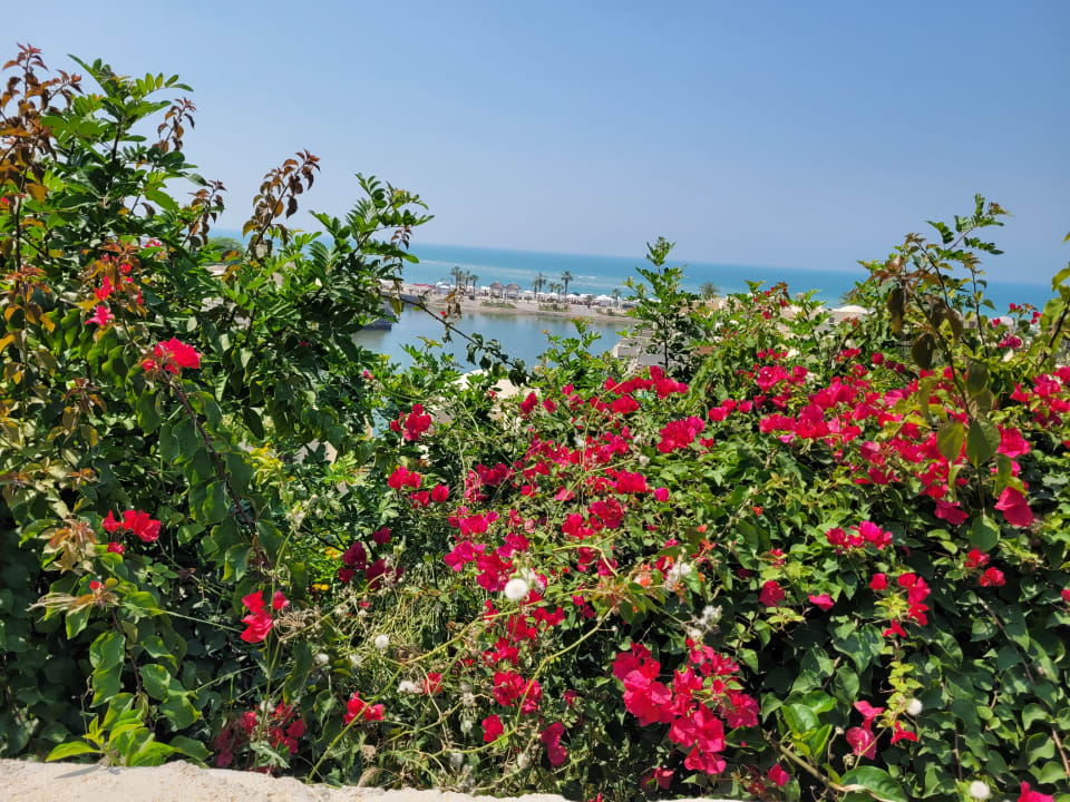 Gartenanlage The Cove Rotana Resort