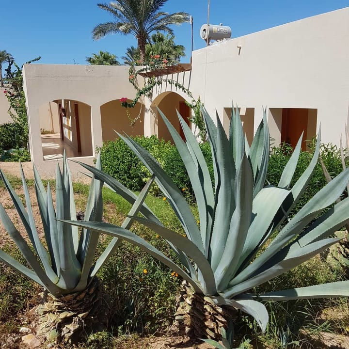 Gartenanlage Parrotel Beach Resort