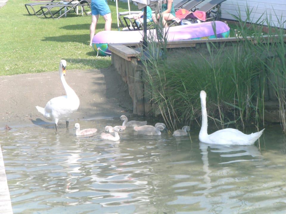 Besuch von Familie Schwan! Hotel Silvia