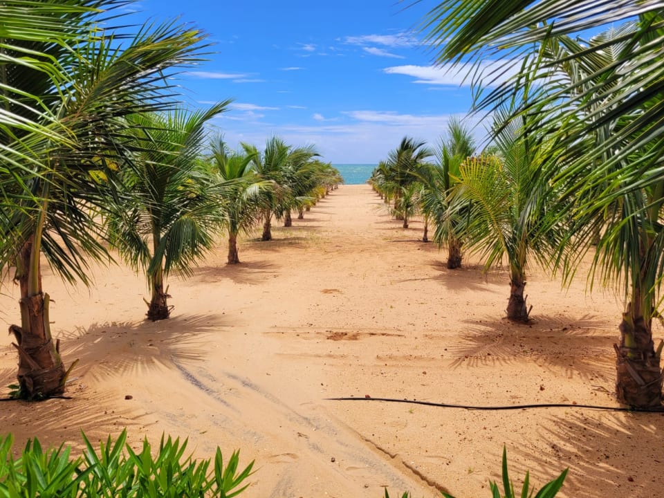 Strand Hotel Riu Baobab - All Inclusive