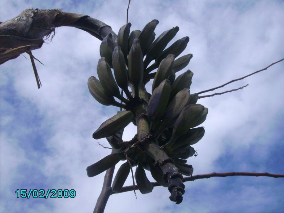 Bananenstaude im Gartenbereich Belek Beach Resort Hotel