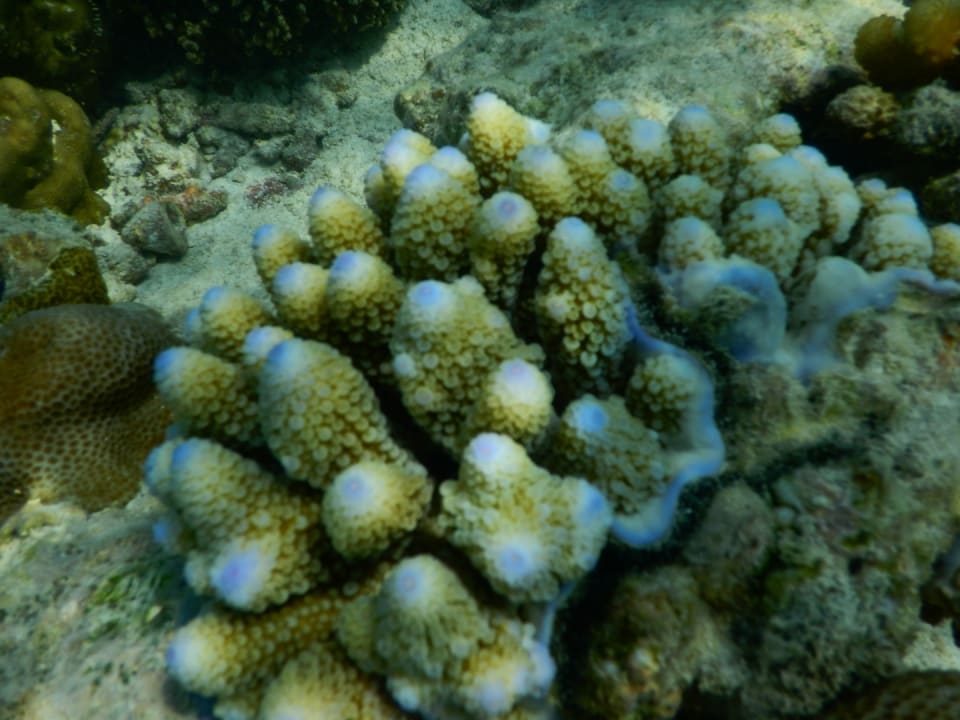 Sport & Freizeit NH Collection Maldives Reethi Resort