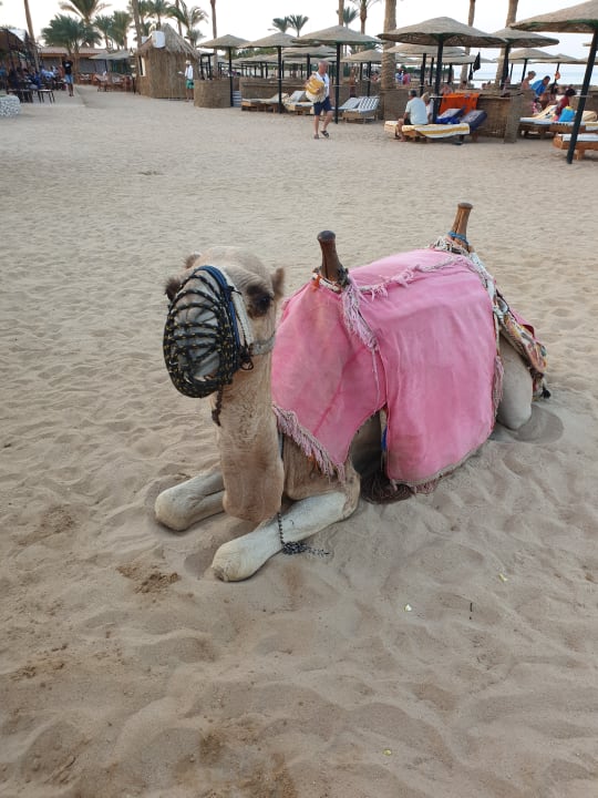 Strand Golden Beach Resort