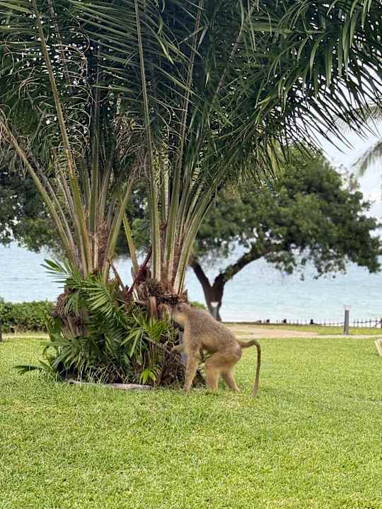 Gartenanlage Baobab Beach Resort & Spa