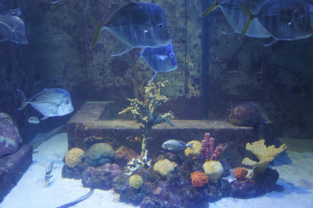 Viele Fische im Atlantis The Coral at Atlantis