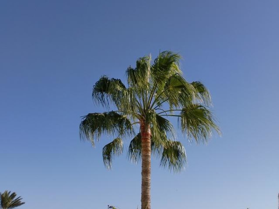 Palme Apartments Karina