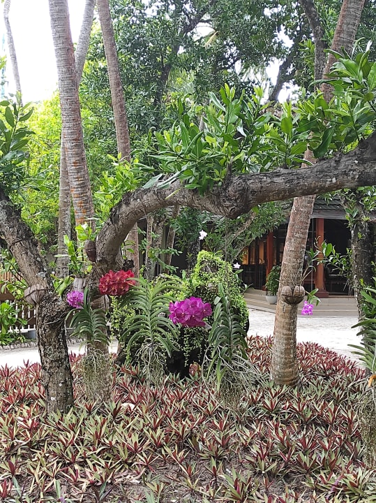 Gartenanlage Adaaran Select Meedhupparu Island Resort - Premium All Inclusive