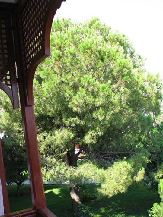 Blick vom Zimmer Ali Bey Club