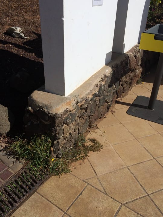 Unkraut ohne Ende, ungepflegt TUI MAGIC LIFE Fuerteventura