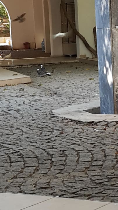 Lobby mit Rezeption und Tauben  Teos Village