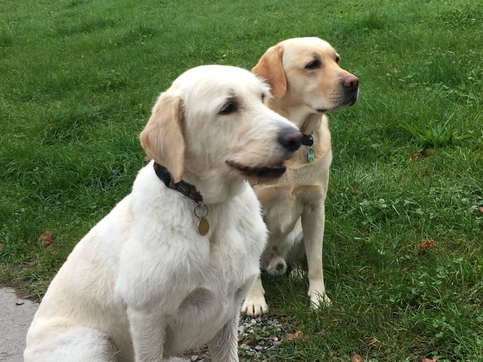 Unser Tobi mit seinem Kumpel Max auf Gut Feuerschw Hotel Gut Feuerschwendt