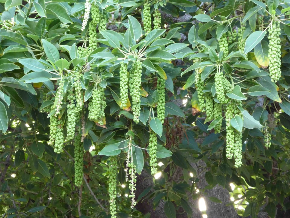 Phytolacca - Kermesbeerenbaum - Ombu Hotel Quinta Splendida Wellness & Botanical Garden