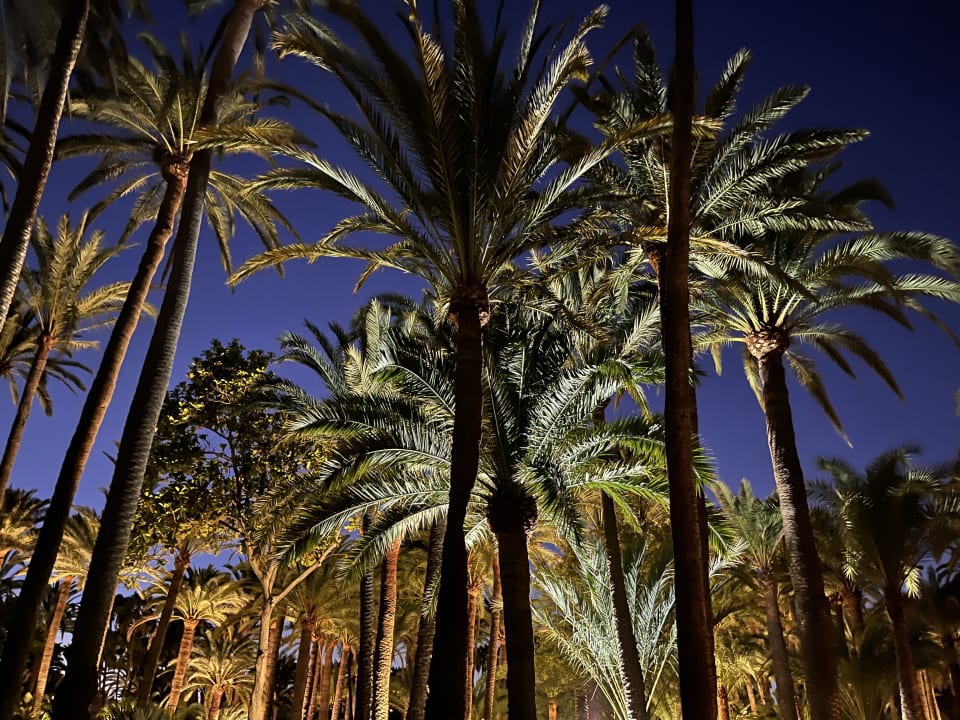 Gartenanlage Hotel Riu Palace Oasis