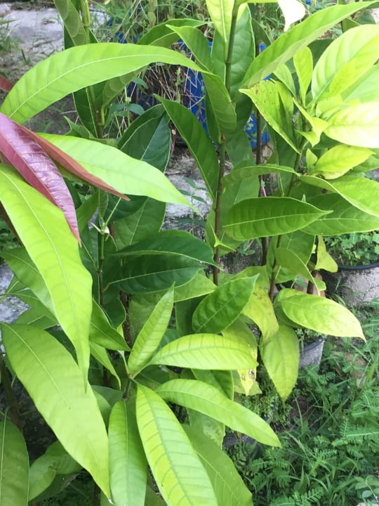 Gartenanlage Adaaran Select Hudhuran Fushi - Premium All Inclusive