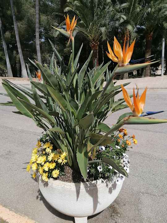 Außenansicht allsun Hotel Bella Paguera