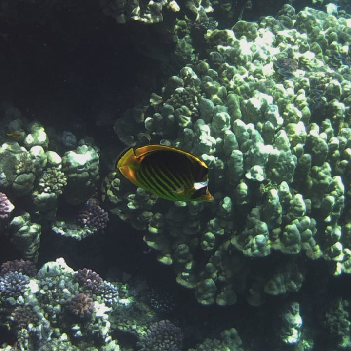 Sport & Freizeit Three Corners Equinox Beach Resort