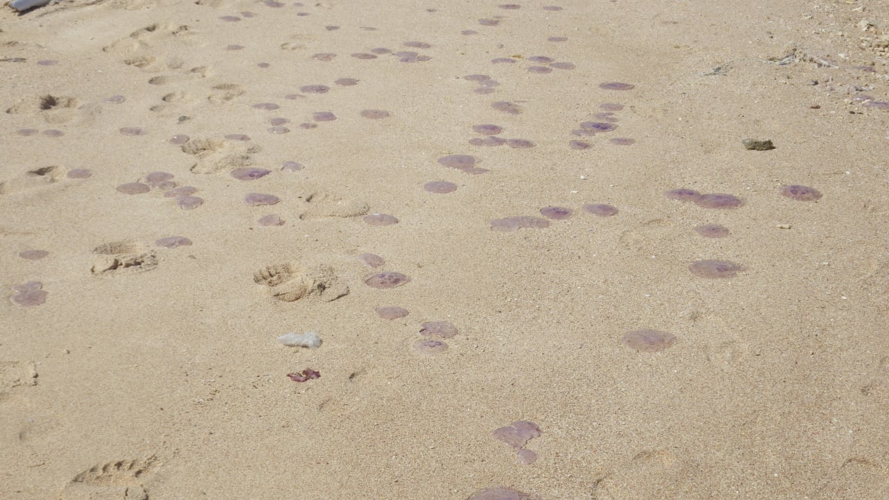 Qualen am Strand Makadi Palace
