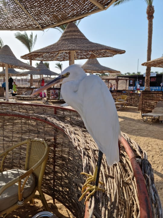 Strand Steigenberger Coraya Beach - Adults only