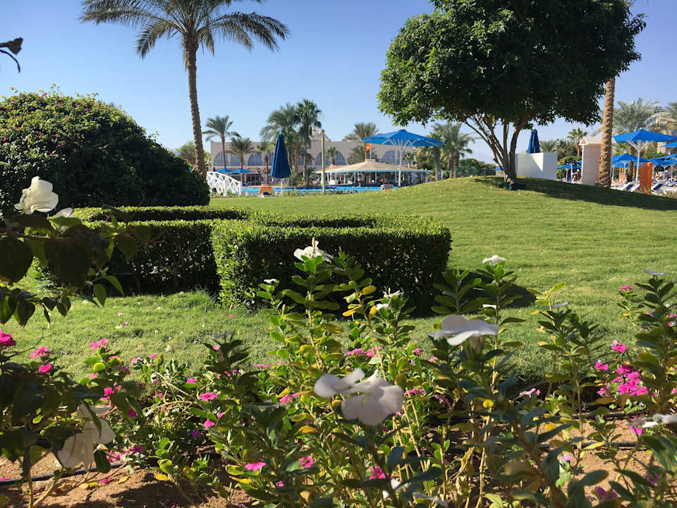 Gartenanlage Desert Rose