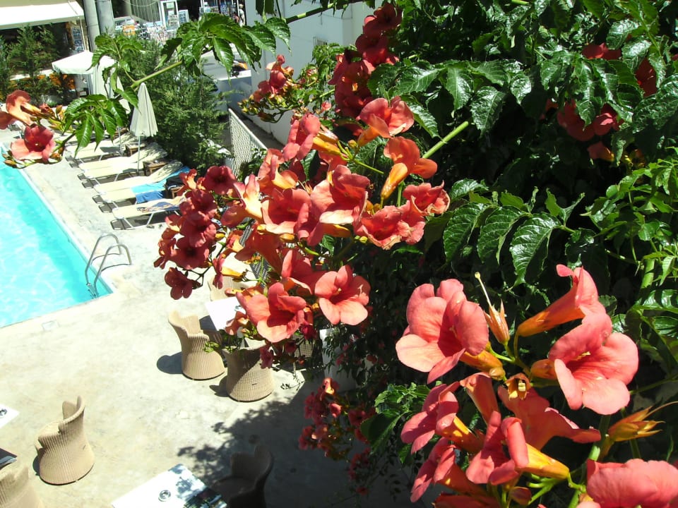 Finikas auf meinem Balkon Nefeli Hotel Rethymno