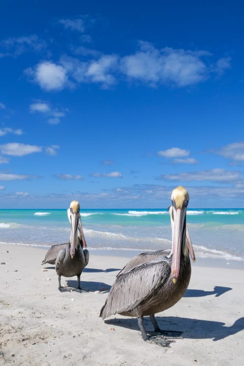 Strand Royalton Hicacos Resort & Spa - Adults only