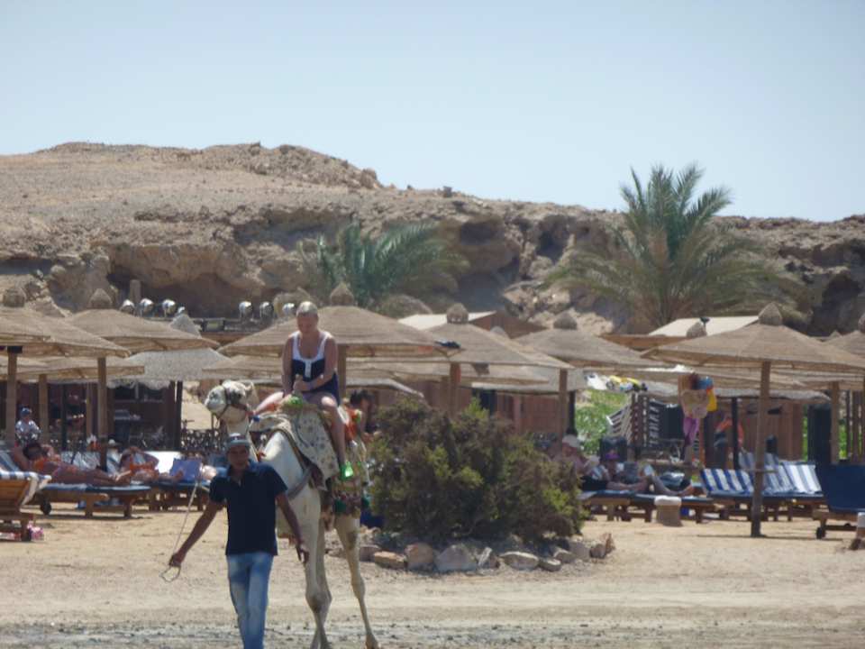 Kamelreiten am Strand SUNRISE Cardina Resort