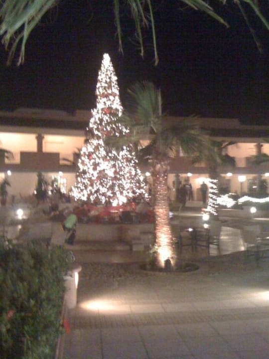 Weihnachtsbaum mit Palmen Mövenpick Resort & Spa El Gouna