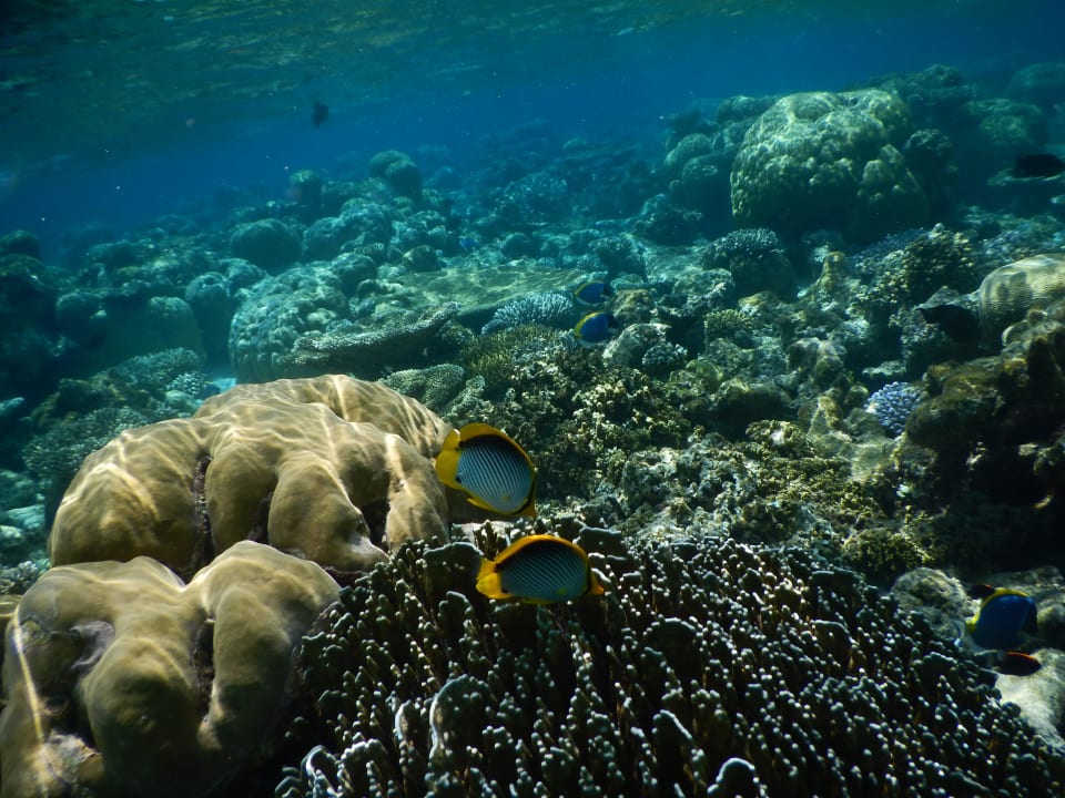 März 2016 Fihalhohi Maldives
