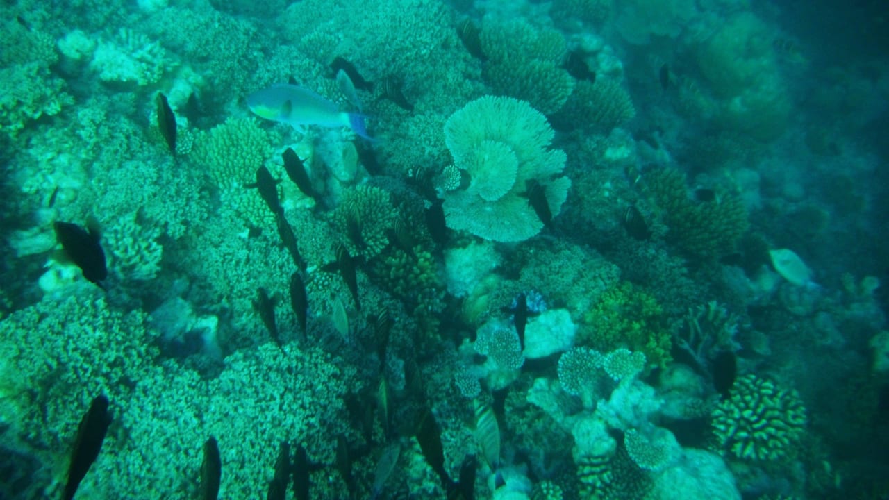 Korallen Adaaran Club Rannalhi - All Inclusive