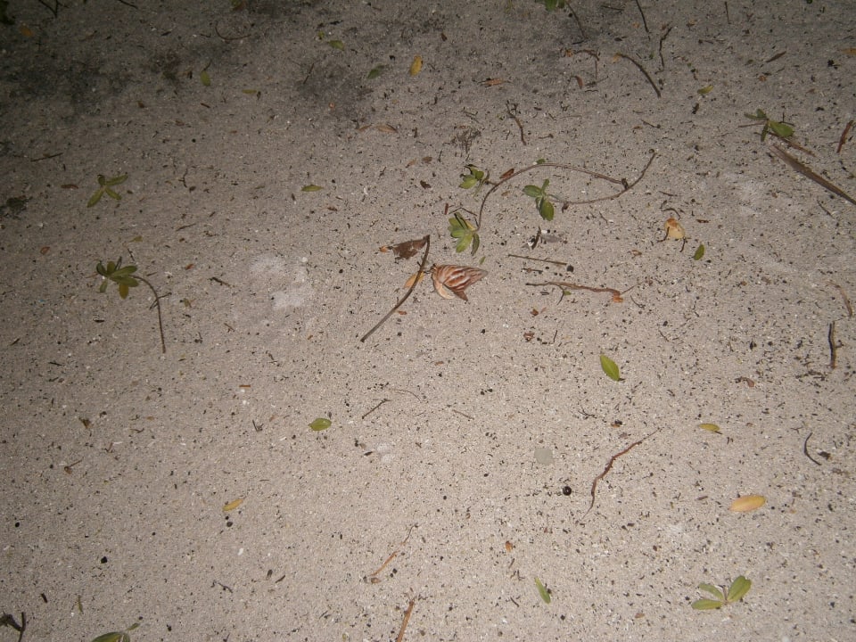 Strand Meeru Maldives Resort Island