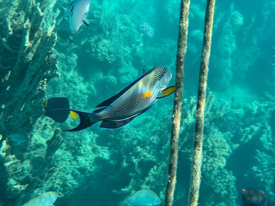 Strand Steigenberger Coraya Beach - Adults only