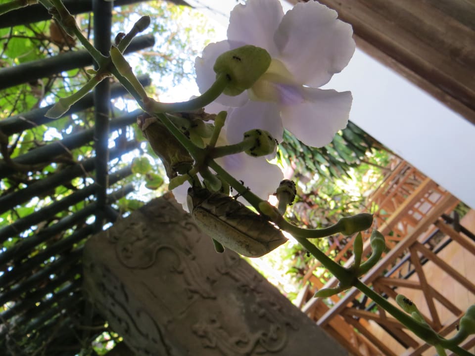 Bug in action Hotel Sheraton Senggigi Lombok Beach Resort