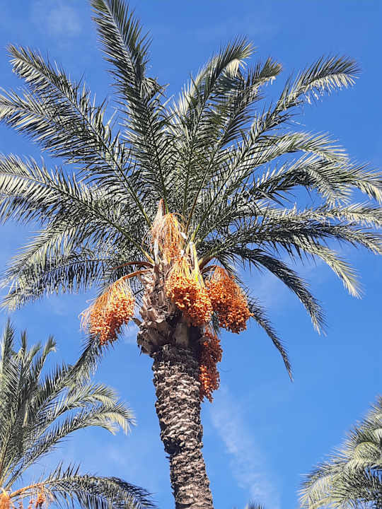 Sport & Freizeit Sunis Kumköy Beach Resort Hotel & Spa