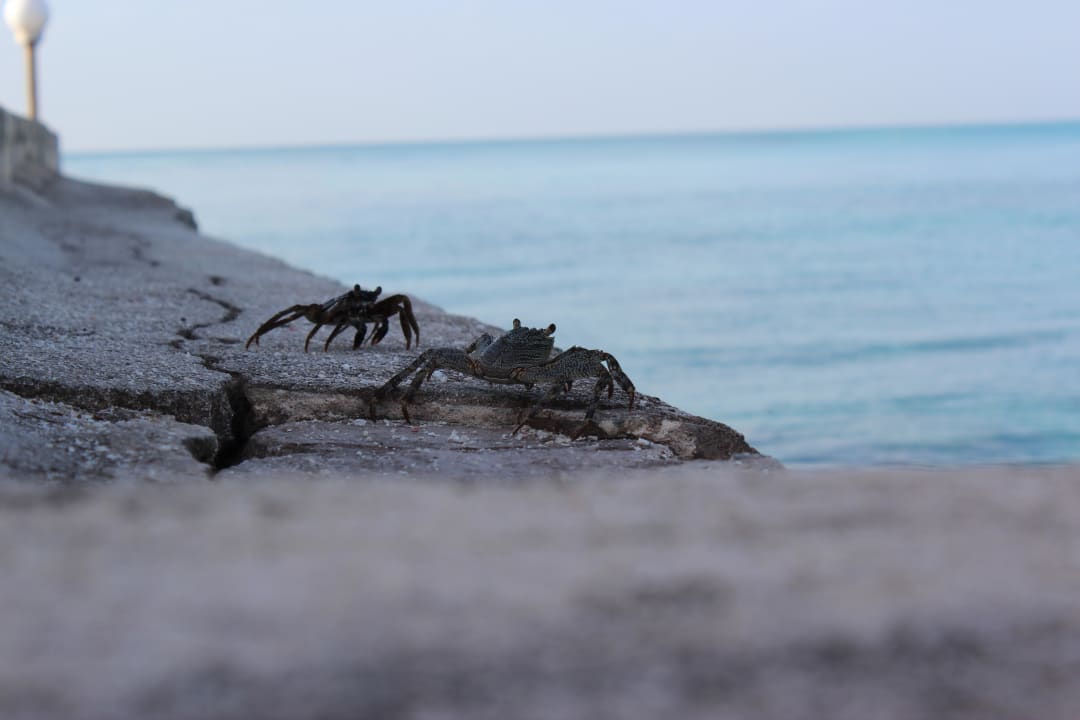 Krabben beim Steg Summer Island Maldives