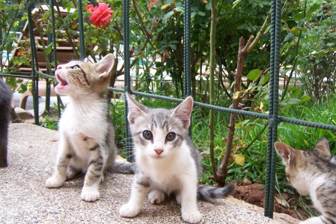 Süße Kätzchen Best Western Odyssee Park Hotel