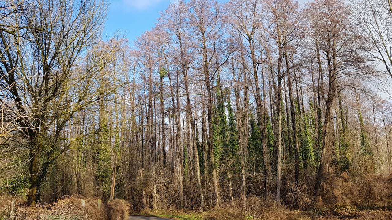 Sonstiges Lotus Therme Hotel & Spa