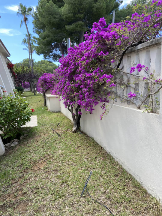 Gartenanlage Iberostar Waves Pinos Park