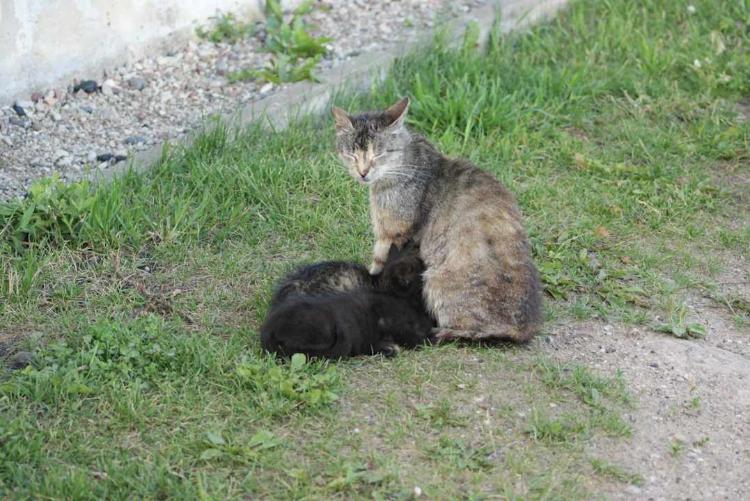 Dworek Klewiny Bauernhof Dwór Klewiny