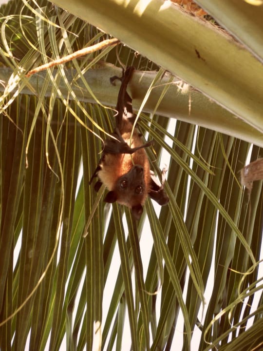 Flughund an der Poolanlage Kuredu Island Resort & Spa